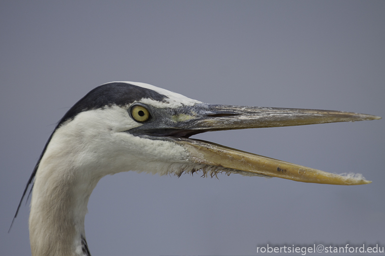 great blue